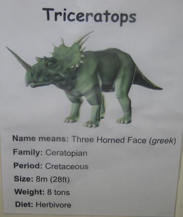 Triceratops mistakes! Poor quality dinosaur information.