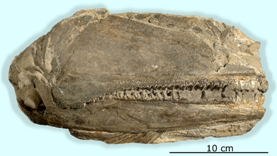 Birgeria americana fossilised skull and jaws.