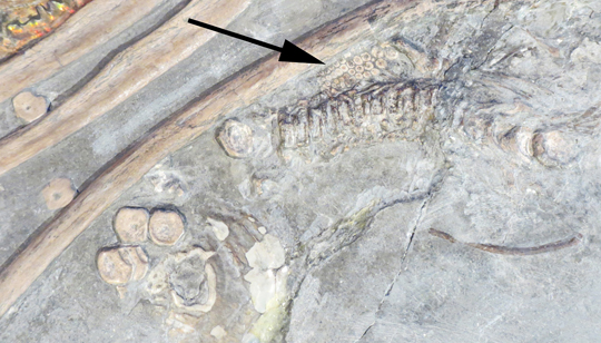 Ichthyosaurus embryo fossil material.