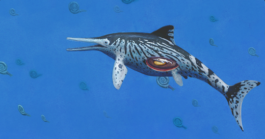 Life reconstruction of the Ichthyosaurus showing embryo location.