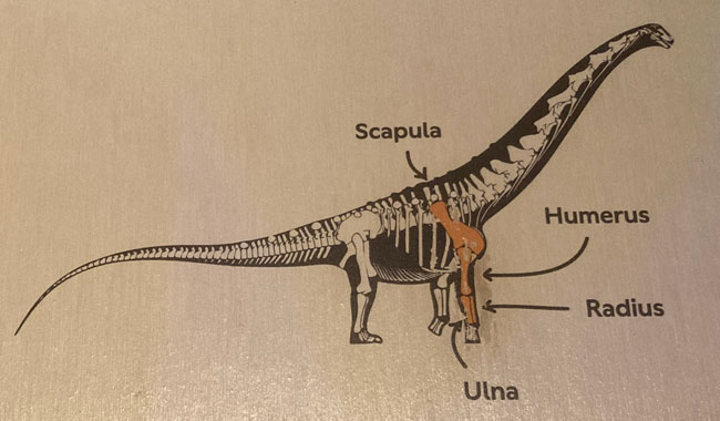 The location of the Patagotitan arm bones within the dinosaur's skeleton.