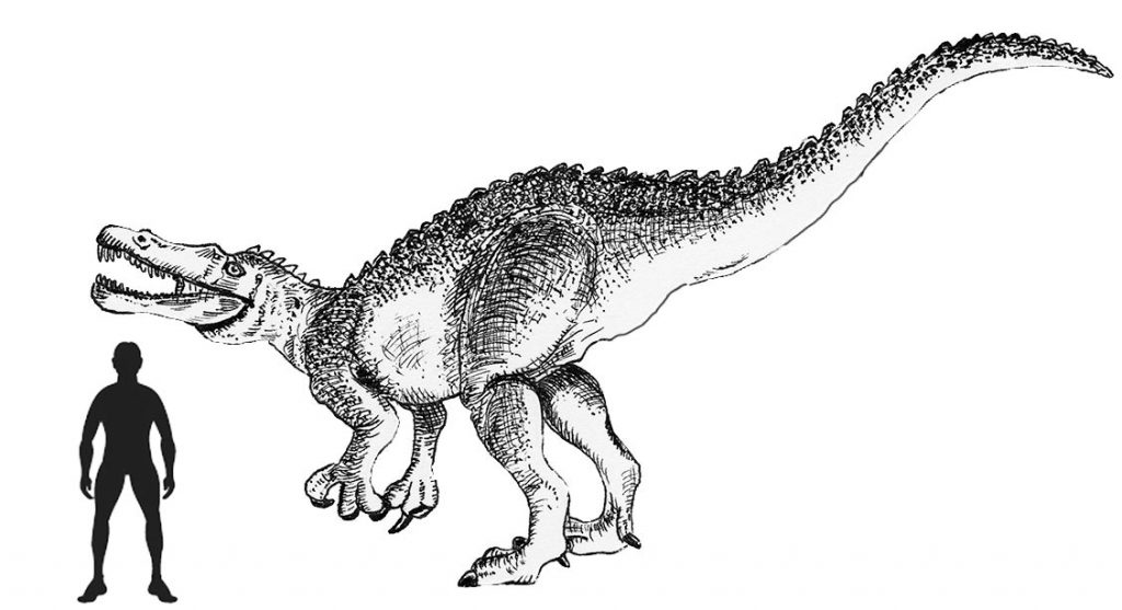 Suchomimus scale drawing.