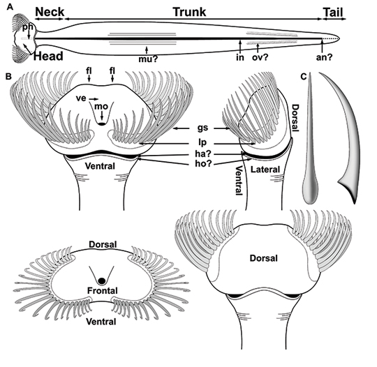 The morphology of Capinatator.