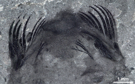 Capinatator fossil.