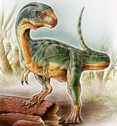 Chilesaurus - An Animal Shaking the Dinosaur Tree