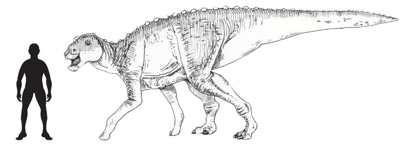 Gryposaurus scale drawing.