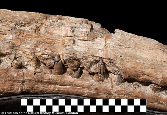 The jaw of Lemmysuchus.