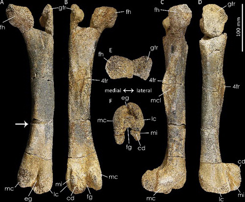 Specimen number NBP oB 203 (Burianosaurus left femur)