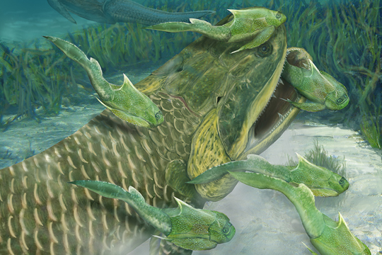 Hongyu chowi (Devonian fish) illustration.