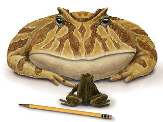 Beelzebufo (Late Cretaceous) compared to an extant Bull Frog.