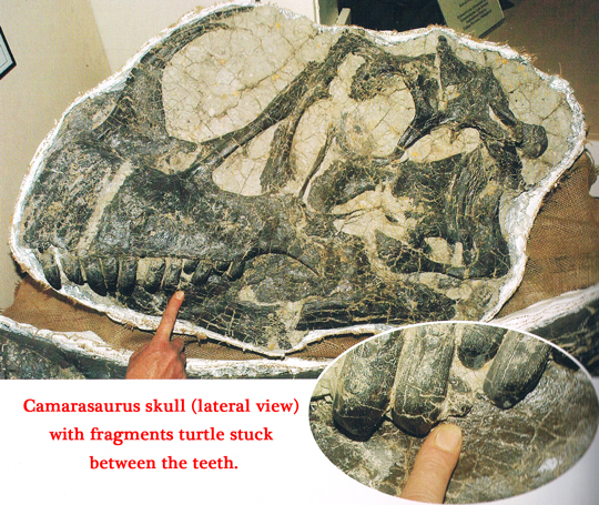 Camarasaurus skull with turtle fossils in the teeth.