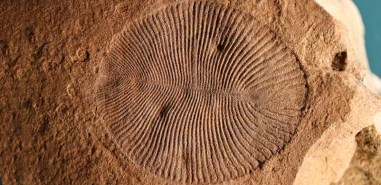 Dickinsonia costata fossil.