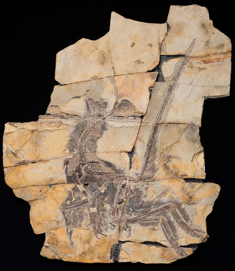 Beautifully preserved Serikornis sungei fossil showing feathers.