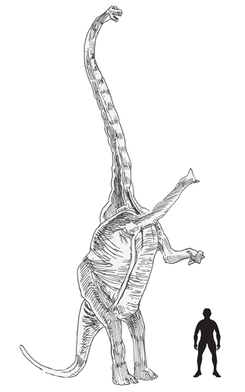 Scale drawing - Euhelopus.
