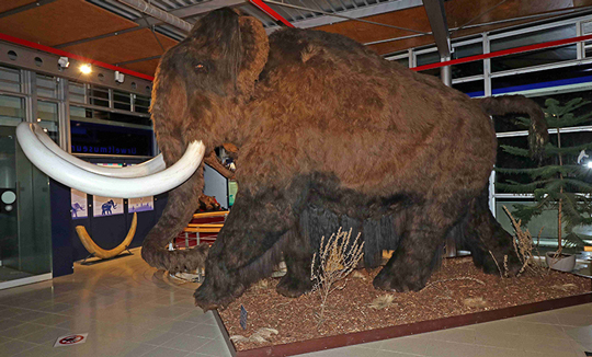 Woolly Mammoth on display.