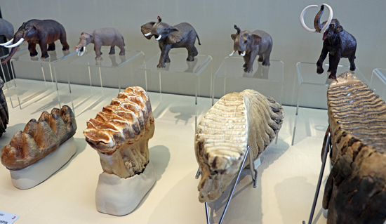 Prehistoric elephant models in a museum display.