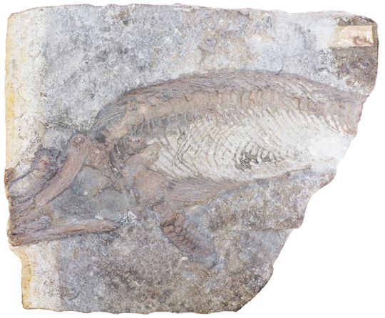 Protoichthyosaurus (juvenile).