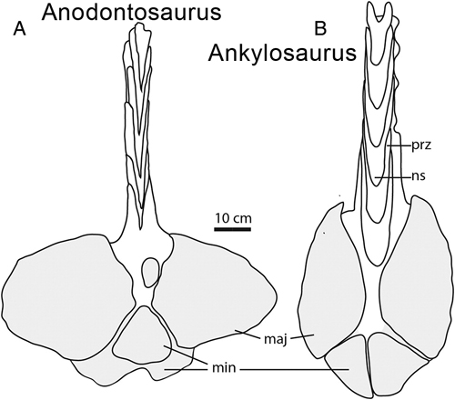 Ankylosaur tail club comparisons.