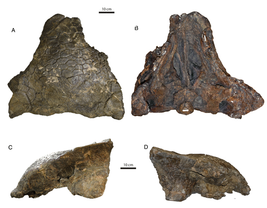 Ankylosaurus cranial material.