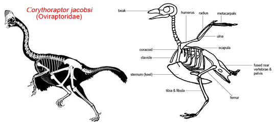 Bird skeleton compared to ground dwelling dinosaur skeleton