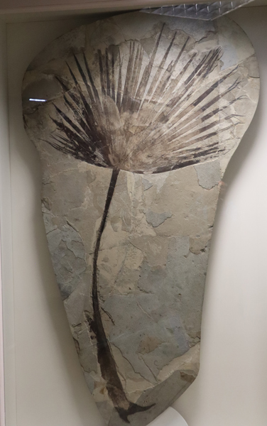 Fossil palm frond.
