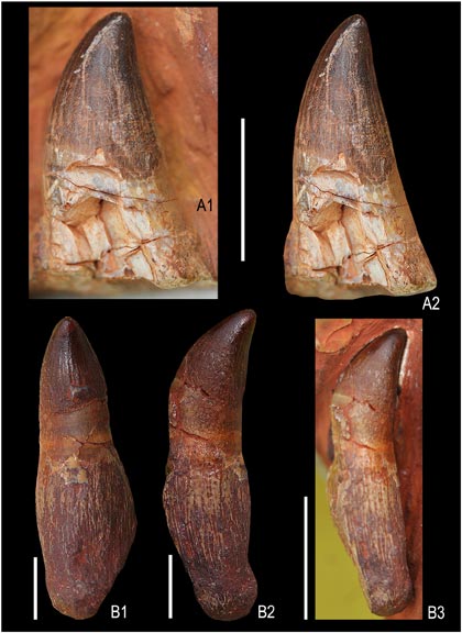 Views of two fossil teeth from the Indian Ichthyosaur.