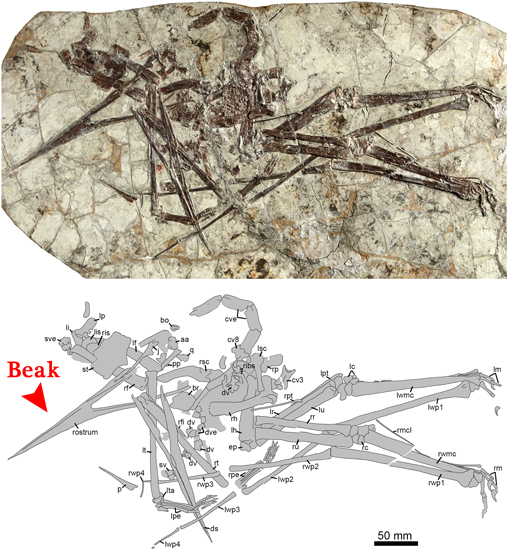 Line drawing and holotype of Jidapterus edentus.