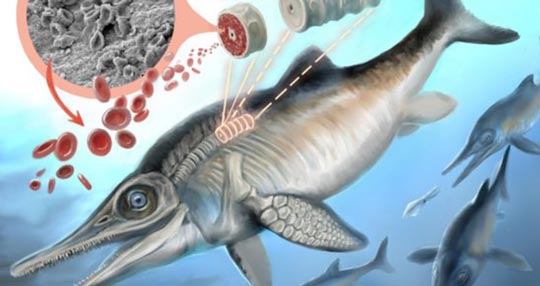 Organic material preserved in an ichthyosaur.