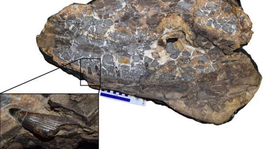 Ieldraan melkshamensis fossil material.