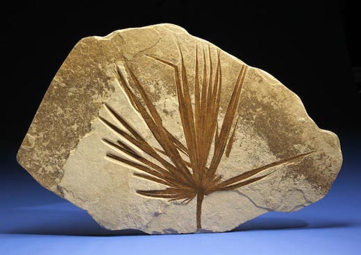 Sabalites fossil palm.