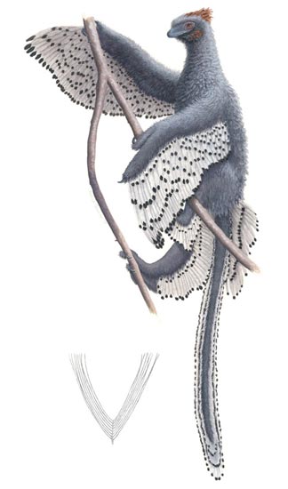A clambering Anchiornis with contour feather illustration.