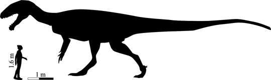 A scale drawing showing the estimated size of the Lesotho dinosaur.