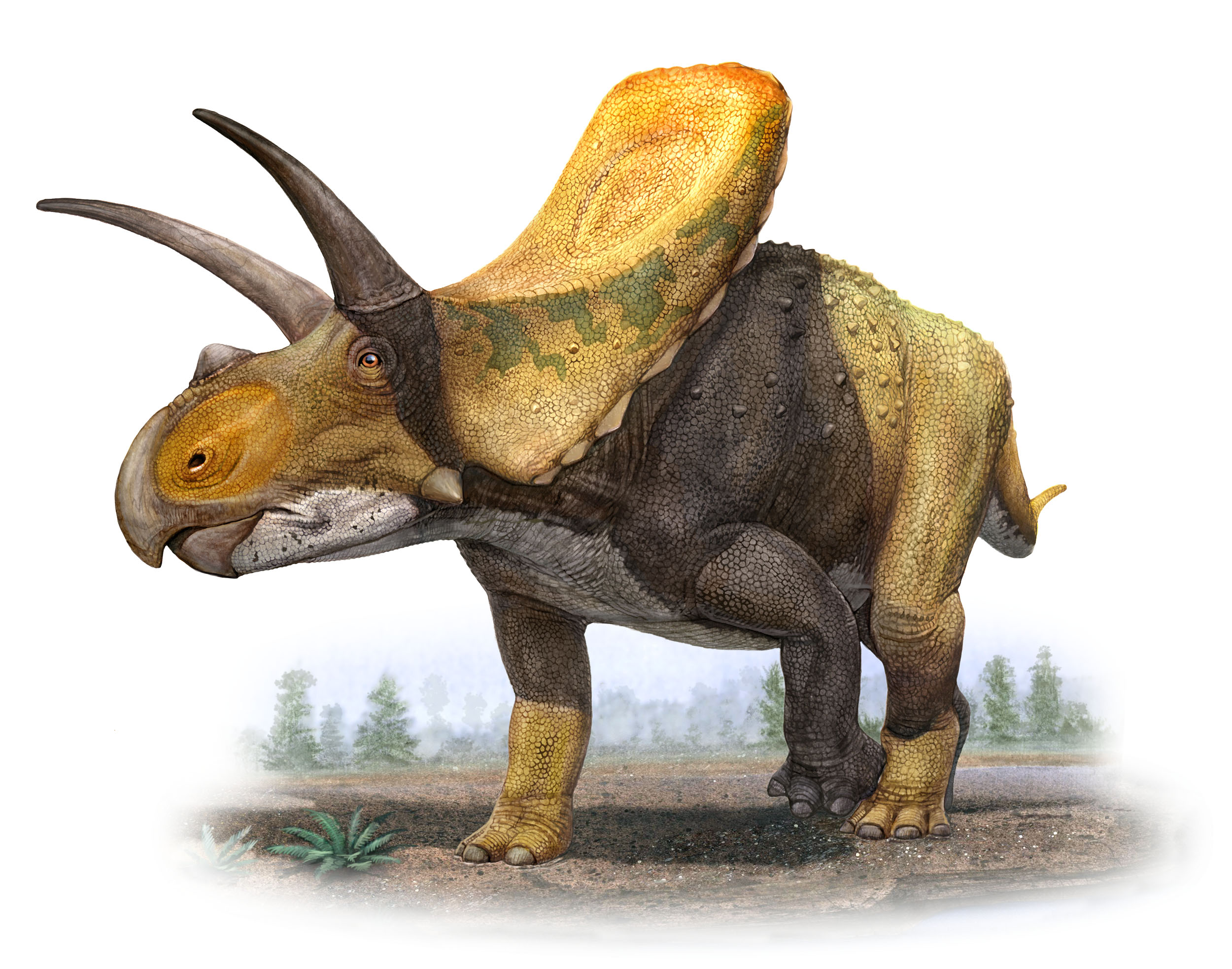 Torosaurus isn't the Walking With Dinosaurs skinny width frilled Cerat...