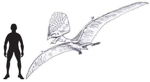 Tupandactylus illustration.