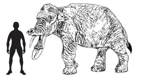 Amebelodon scale drawing.