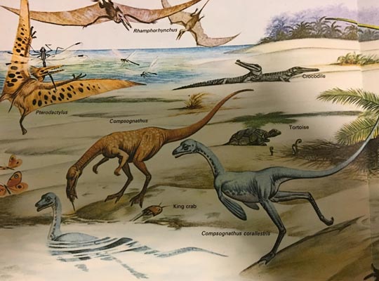 Compsognathus corallestris - an aquatic dinosaur>