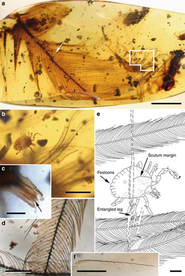 Fossil evidence of dinosaur parasites.