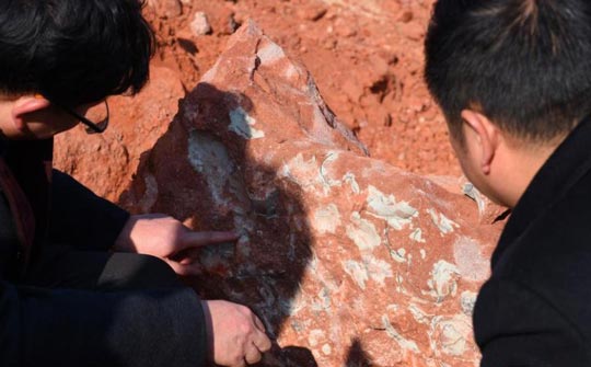 Chinese dinosaur egg fossils.
