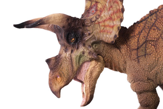 PNSO Triceratops (Doyle).