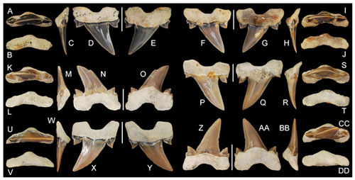 Cretalamna bryanti shark fossil teeth.