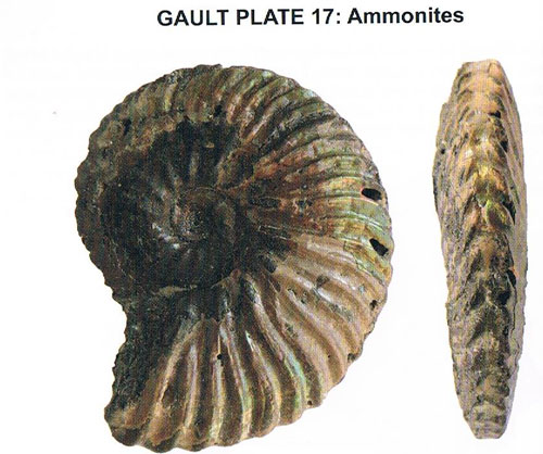 Ammonite fossils from Folkestone (Anahoplites praecox).