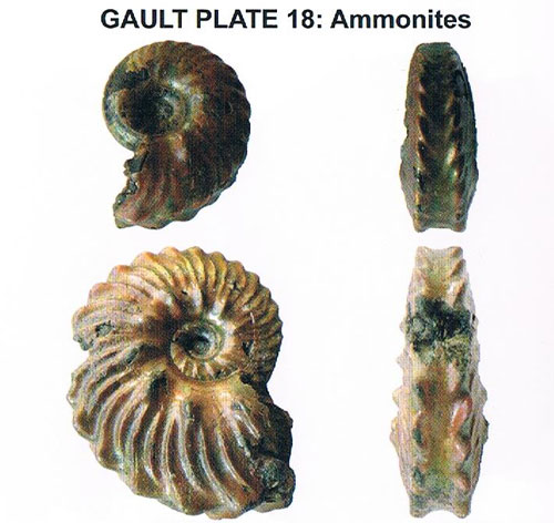 Folkestone fossils - ammonites.