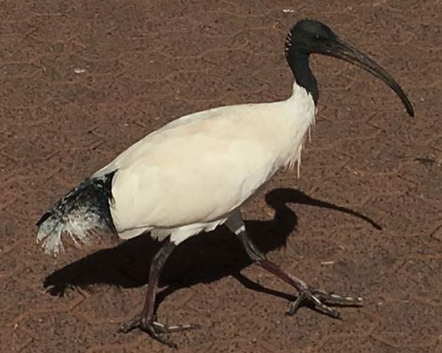 The Australian white ibis helps explain dinosaur locomotion