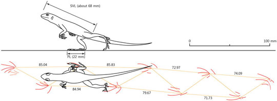 An illustration of the running lizard (bipedal running).