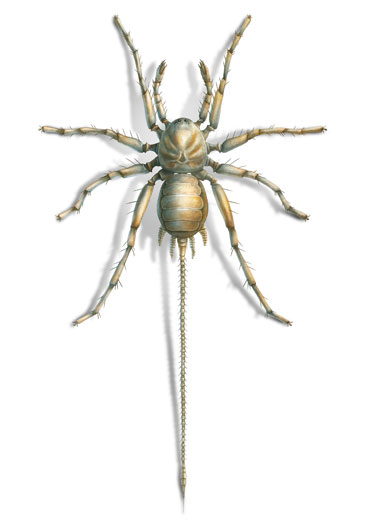 Ancient spider illustrated - Chimerarachne yingi.