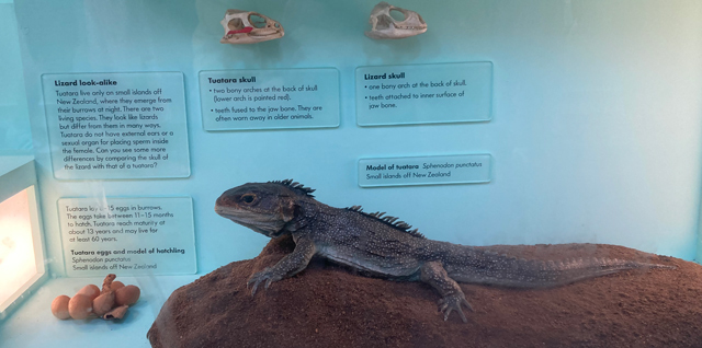 Tuatara information on display at a museum.
