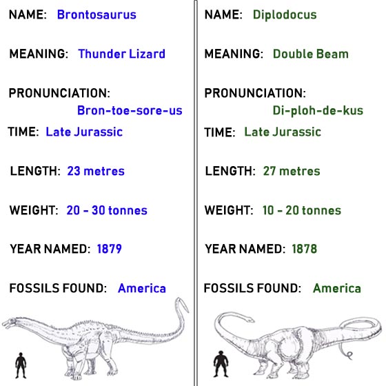 Diplodocus compared to Brontosaurus.