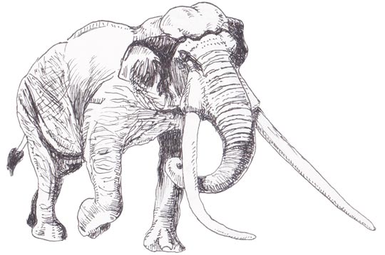 Straight-tusked elephant illustration.