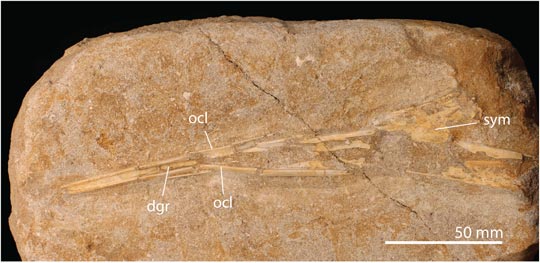 Pterosaur fossil mandible Alcione elainus.