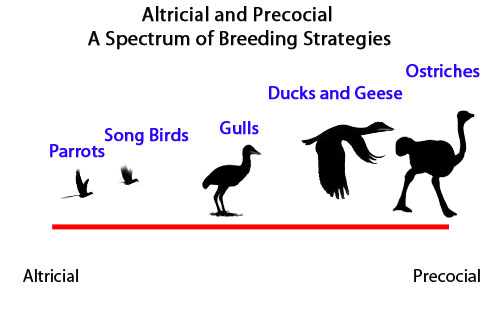 Birds - altricial and precocial behaviours.